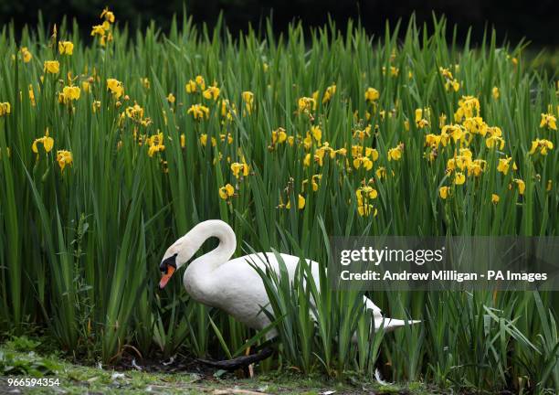 Swan makes its way through the long grass near the grounds of Gartnavel General Hospital in Glasgow.