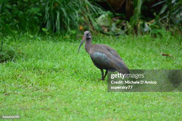 Hade Da Hadeda Photos and Premium High Res Pictures - Getty Images