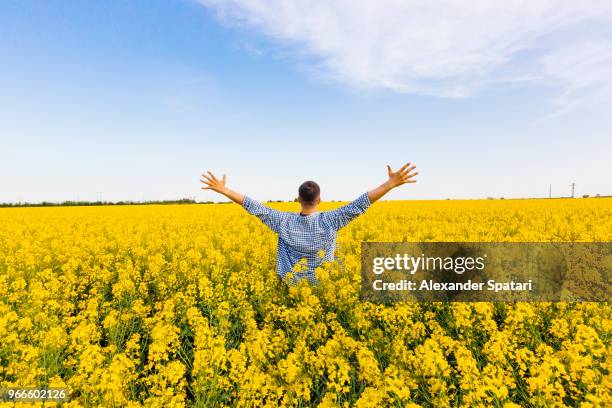 happy man with outstretched arms in field with yellow flowers - 位於中心 個照片及圖片檔