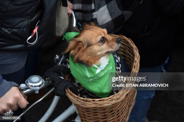 Dog is carried in a bicycle basket during a demonstration by Argentine actresses, along with dozens of other pro-choice activists, outside the...