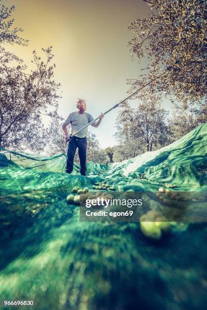 raccolta delle olive - oliva foto e immagini stock
