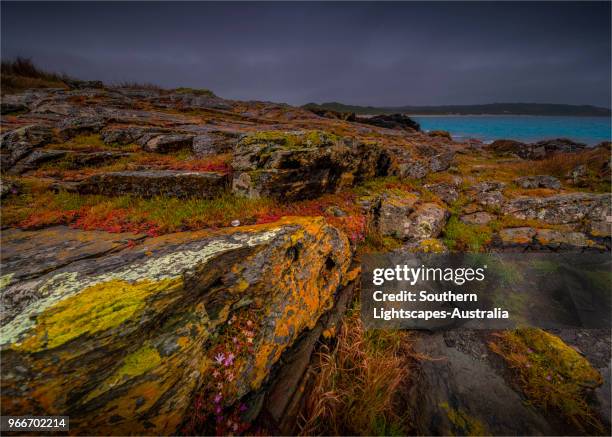 stormy spring day at black point near colliers beach and seal bay, king island, tasmania, australia. - seal bay stockfoto's en -beelden