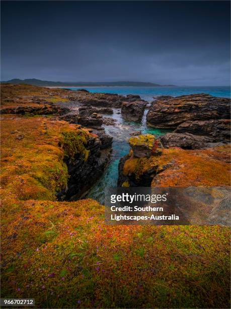 stormy spring day at black point near colliers beach and seal bay, king island, tasmania, australia. - seal bay stock pictures, royalty-free photos & images