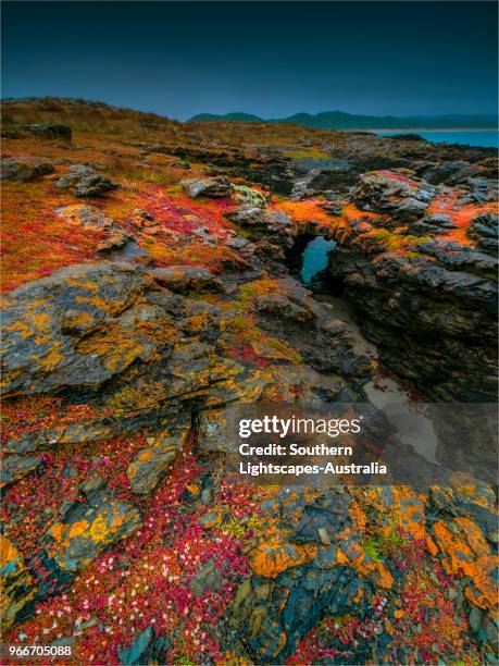 stormy spring day at black point near colliers beach and seal bay, king island, tasmania, australia. - seal bay fotografías e imágenes de stock