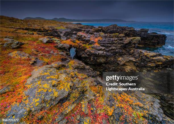 stormy spring day at black point near colliers beach and seal bay, king island, tasmania, australia. - seal bay stockfoto's en -beelden