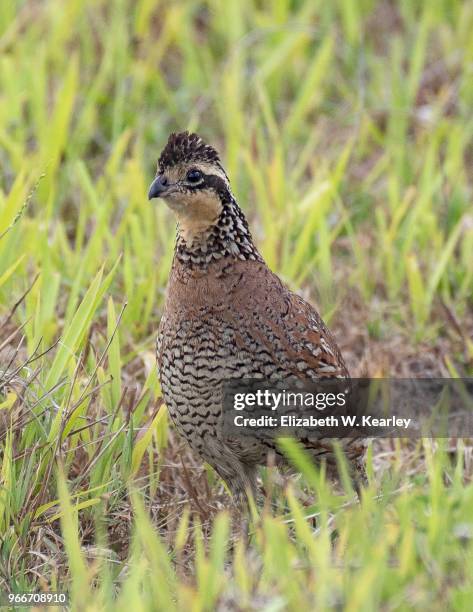Quail In Michigan 124 Northern Bobwhite Quail Stock Photos, High-Res Pictures, and Images ...