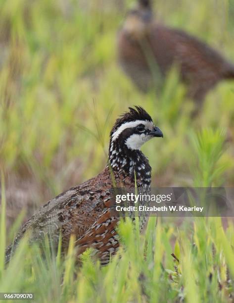 Quail In Iowa 124 Northern Bobwhite Quail Stock Photos, High-Res Pictures, and Images ...