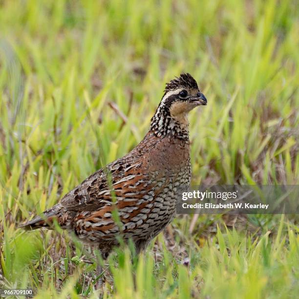 Quail In Michigan 124 Northern Bobwhite Quail Stock Photos, High-Res Pictures, and Images ...