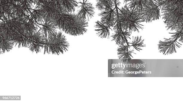 ponderosa pine branches background - wide angle stock illustrations