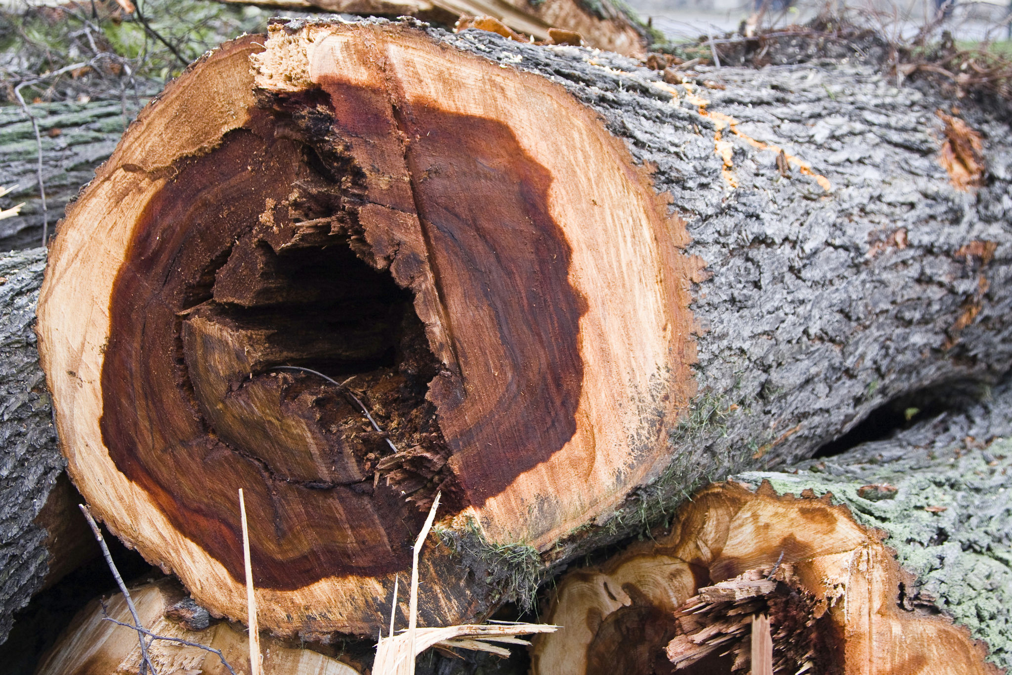 dutch elm disease