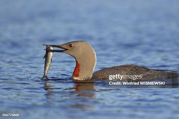 Plongeon catmarin ou Plongeon a Gorge Rouge ou Plongeon a gorge rousse .