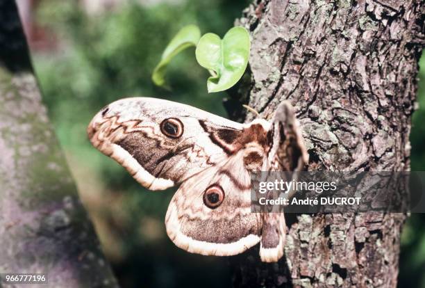 Papillon grand paon de nuit femelle à Deuil-la-Barre, le 24 mai 1981, dans le Val-d'Oise, France.