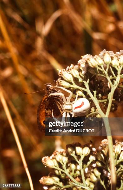Araignée-crabe chassant un papillon amaryllis , à Chassenard, le 30 juillet 1996, dans l'Allier, France.