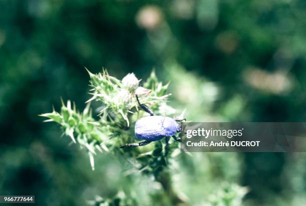 Scarabée oplia coerulea à Digoin, le 29 juin 1986, en Saône-et-Loire, France.