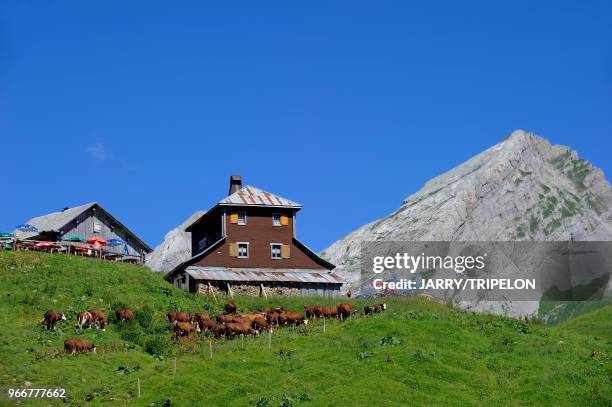 Haute-Savoie Massif des Aravis, environs Le Grand Bornand, chalet d'alpage du Col des Annes, troupeau de vaches Abondance en alpage.