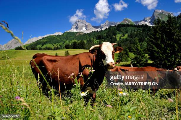 Haute-Savoie Massif des Aravis, environs Le Grand Bornand, Col des Annes, troupeau de vaches Abondance en alpage.