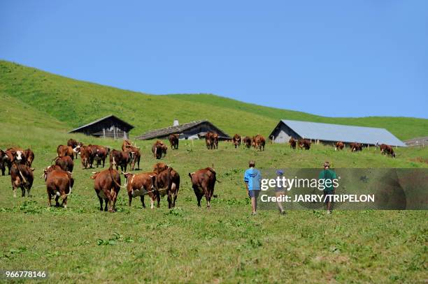 Haute-Savoie Massif des Aravis, environs Le Grand Bornand, Col des Annes, troupeau de vaches Abondance en alpage.