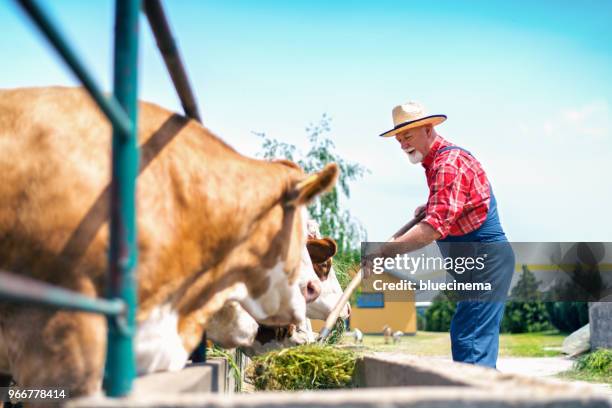 farmer fütterung kühe - abondance stock-fotos und bilder