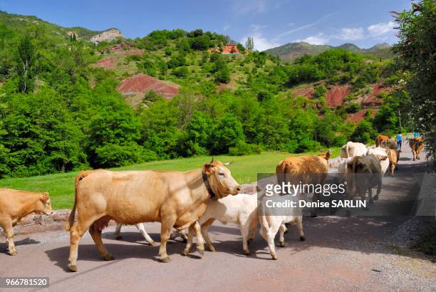 Scène rurale, troupeau de vaches, 23 mai 2009, La Croix-sur-Roudoule, Alpes-Maritimes, France.