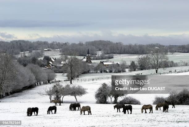Jeunes males percherons au pre par temps de neige, a Saint-Aubin-de-Courteraie dans l'Orne.