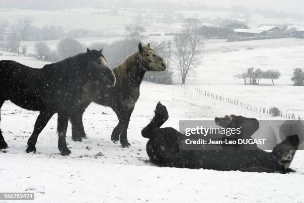 Jeunes males percherons au pre, par temps de neige, a Saint-Aubin-de-Courteraie, dans l'Orne.