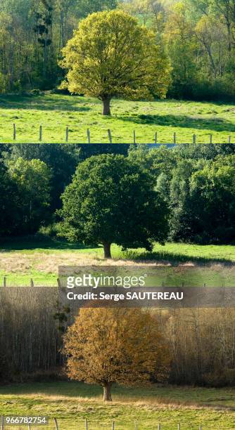 Chêne au printemps en été et en automne, Paysage aux environs de Pourrain.