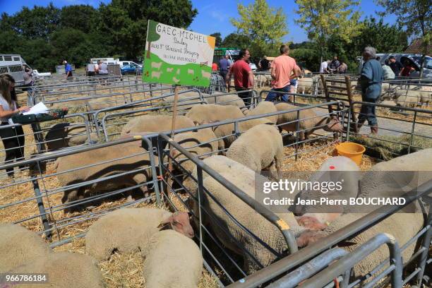 24ème foire aux béliers de Bussière-Poitevine, réunissant près de 400 bêtes, rendez-vous immanquable pour les professionnels de l?ovin avec des...