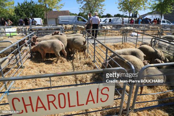 24ème foire aux béliers de Bussière-Poitevine, réunissant près de 400 bêtes, rendez-vous immanquable pour les professionnels de l?ovin avec des...