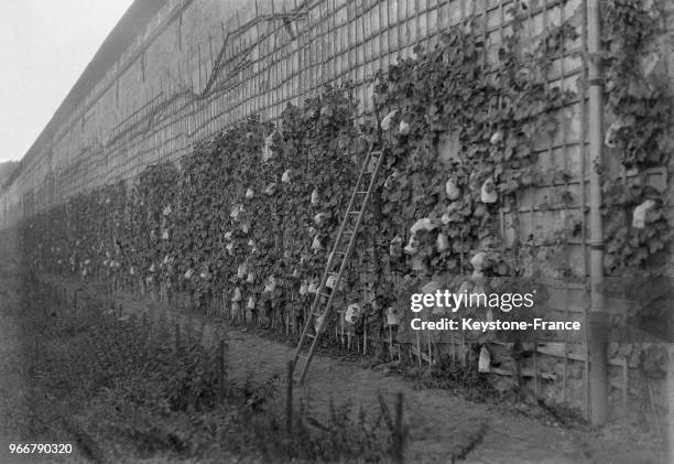 Vue des plus belles grappes dans de petits sacs en papier pour les protéger contre les oiseaux, à Fontainebleau, France le 30 août 1933.