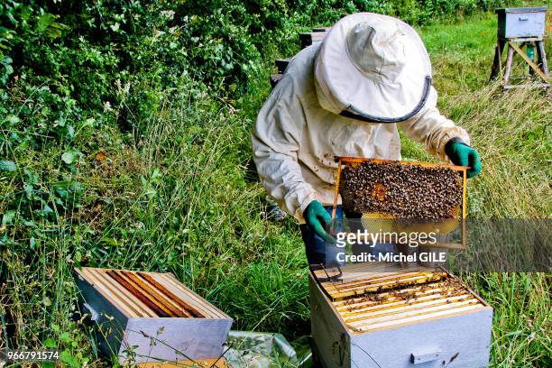 Apiculteur qui visite une ruche pour connaitre l'état de la colonie d'abeilles, à côté une hausse et un cadre à couvain , 28 Juin 2016,...