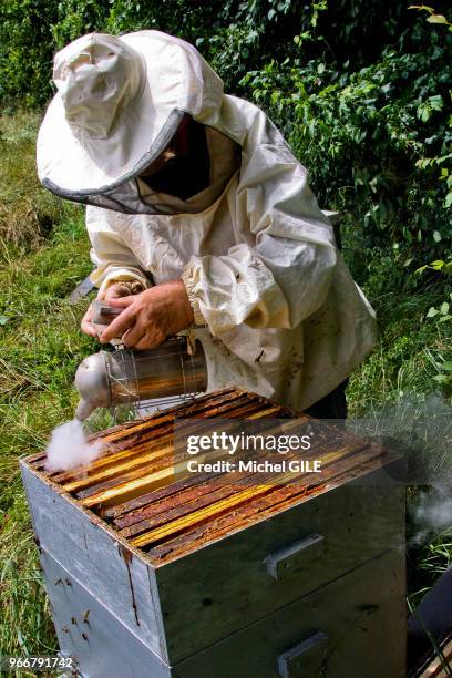 Apiculteur qui enfume les cadres de cire avant de sortir un cadre pour vérifier l'état de la colonie d abeilles et la surface de miel, 28 Juin 2016,...