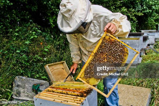 Apiculteur qui visite une ruche pour connaitre l'état de la colonie d'abeilles, cadre à couvain , 28 Juin 2016, Neuvy-en-Champagne, France.