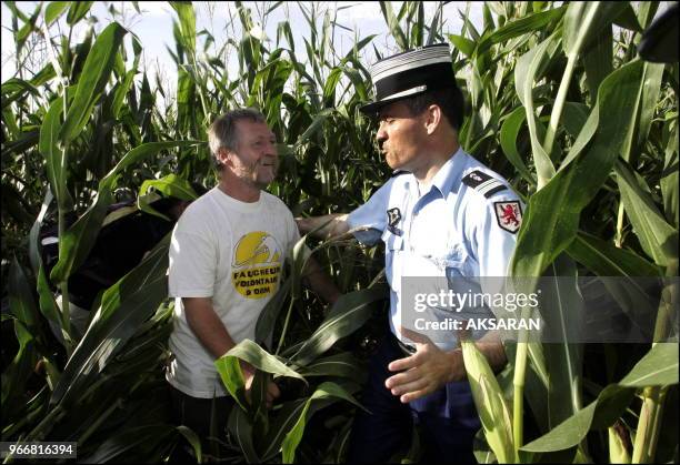 Les 300 Faucheurs Volontaires de la Croisade anti-OGM menee par Jose Bove ont casse des milliers de tiges de maïs commercial destine a Monsanto sur...