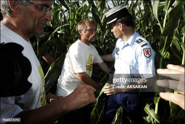 Les 300 Faucheurs Volontaires de la Croisade anti-OGM menee par Jose Bove ont casse des milliers de tiges de maïs commercial destine a Monsanto sur...