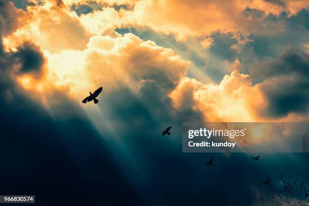 birds flying to the light. successful concept. leadership and fellowship concept. - storm cloud sun stock pictures, royalty-free photos & images