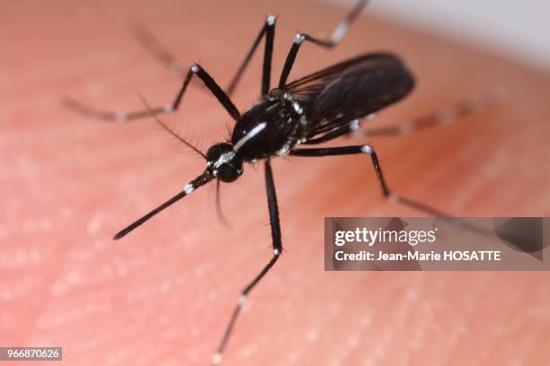 Moustique tigre , 22 juin 2016, laboratoire d'Ecologie Microbienne du CNRS de Lyon, France.