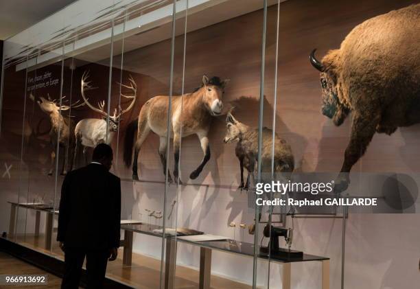 Vitrine présentant des spécimens de la faune européenne, au Musée de l'Homme, le 15 octobre 2015, Paris, France.