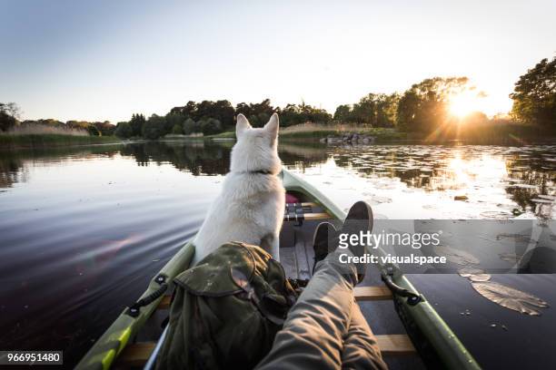 perro disfruta de canoa en un río - angle fotografías e imágenes de stock