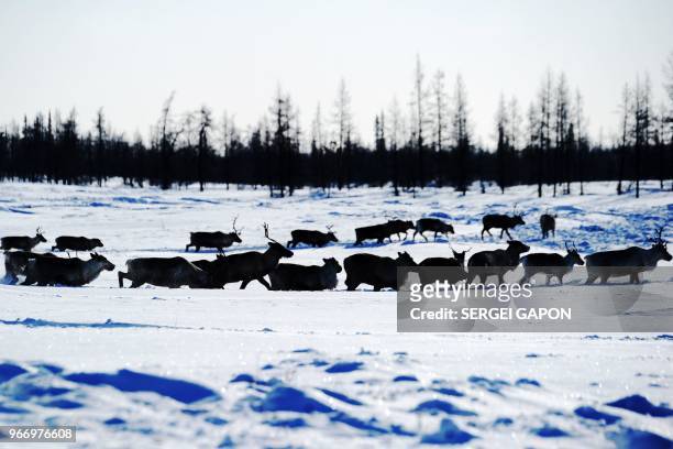 Herd of reindeers walk on a snow-covered field in the remote Yamalo-Nenets region of northern Russia on March 8, 2018.