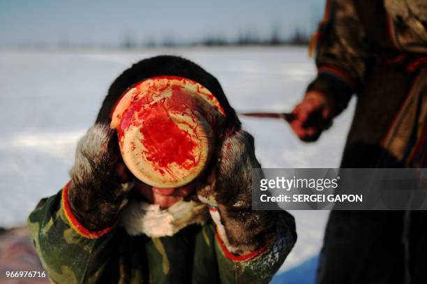 Kid drinks the blood of a reindeer in the remote Yamalo-Nenets region of northern Russia on March 8, 2018.