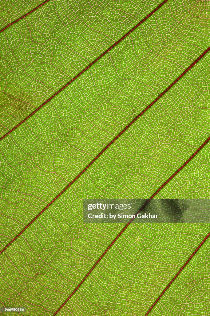 Back Lit Leaf at High Resolution Showing Extreme Detail