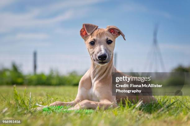 whippet puppy in garden - whippet stock pictures, royalty-free photos & images