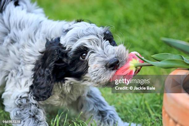 1,213 Cockapoo Stock Photos, High-Res Pictures, and Images - Getty Images