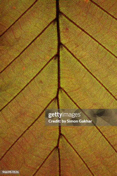 back lit leaf at high resolution showing extreme detail - european beech stock pictures, royalty-free photos & images