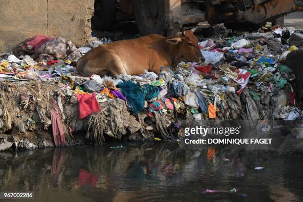 This photo taken on June 1, 2018 shows a cow resting on the banks of a sewage drain canal full of garbage in the Taimur Nagar slum area in New Delhi....
