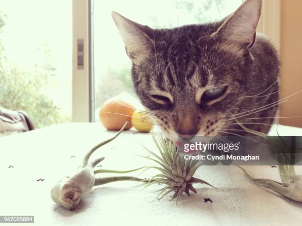 funny faced cat eating air plants - airplant bildbanksfoton och bilder