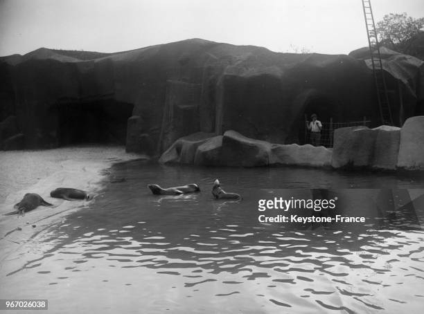 Les phoques nagent dans l'étang dans leur enclos au zoo de Vincennes le 25 avril 1934 à Paris, France.