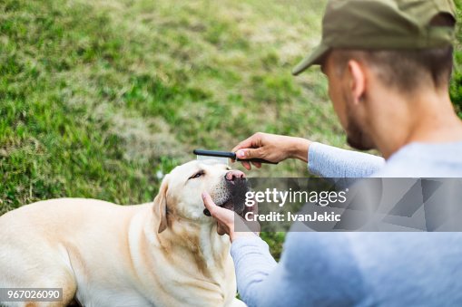 Labrador Owner Pet Owner Grooming His Labrador Retriever Outdoors High-Res Stock Photo ...
