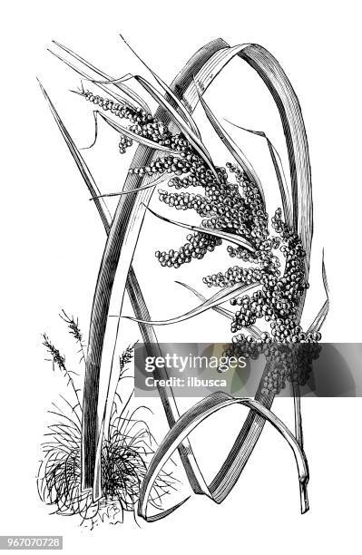botany plants antique engraving illustration: carex baccans (crimson seeded sedge) - carex stock illustrations