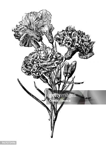 ilustrações, clipart, desenhos animados e ícones de plantas de botânica antiga ilustração de gravura: cravo bizarro - carnation flower